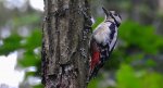 Dzięcioł duży (Dendrocopos major)