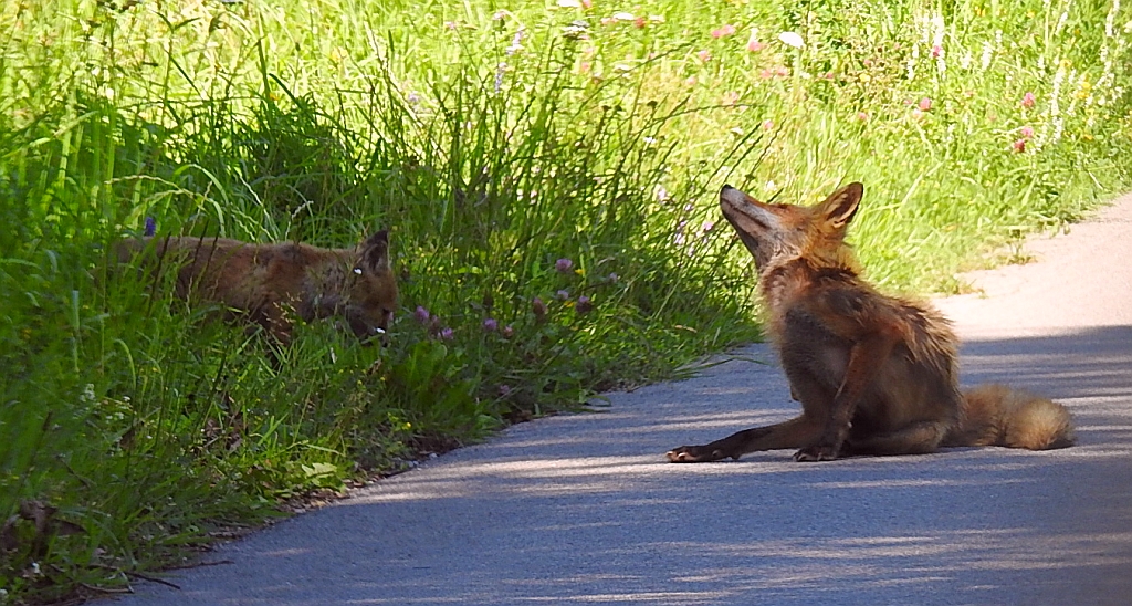 Lis, lis pospolity, lis rudy (Vulpes vulpes)