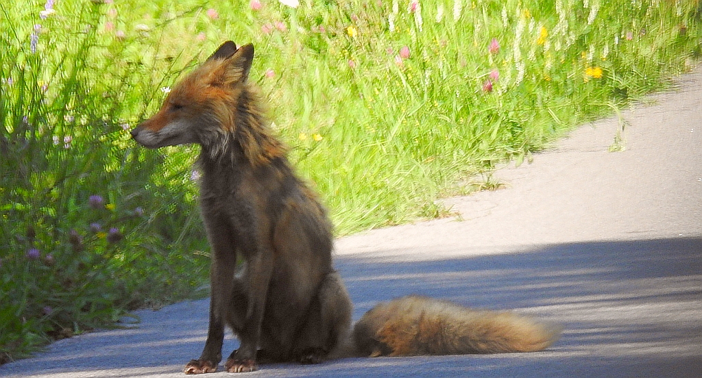 Lis, lis pospolity, lis rudy (Vulpes vulpes)