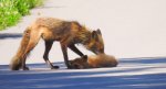 Lis, lis pospolity, lis rudy (Vulpes vulpes)