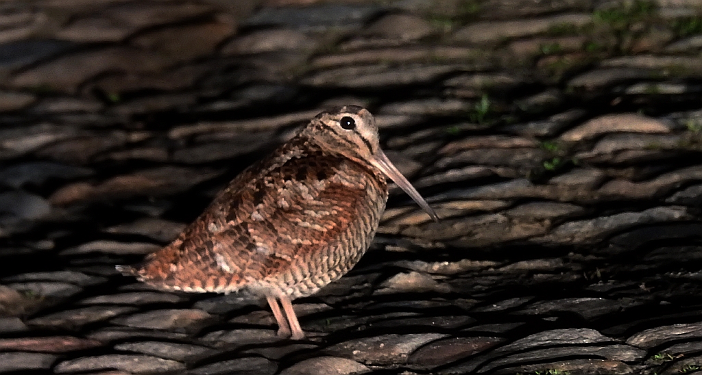 Słonka zwyczajna, słonka (Scolopax rusticola)