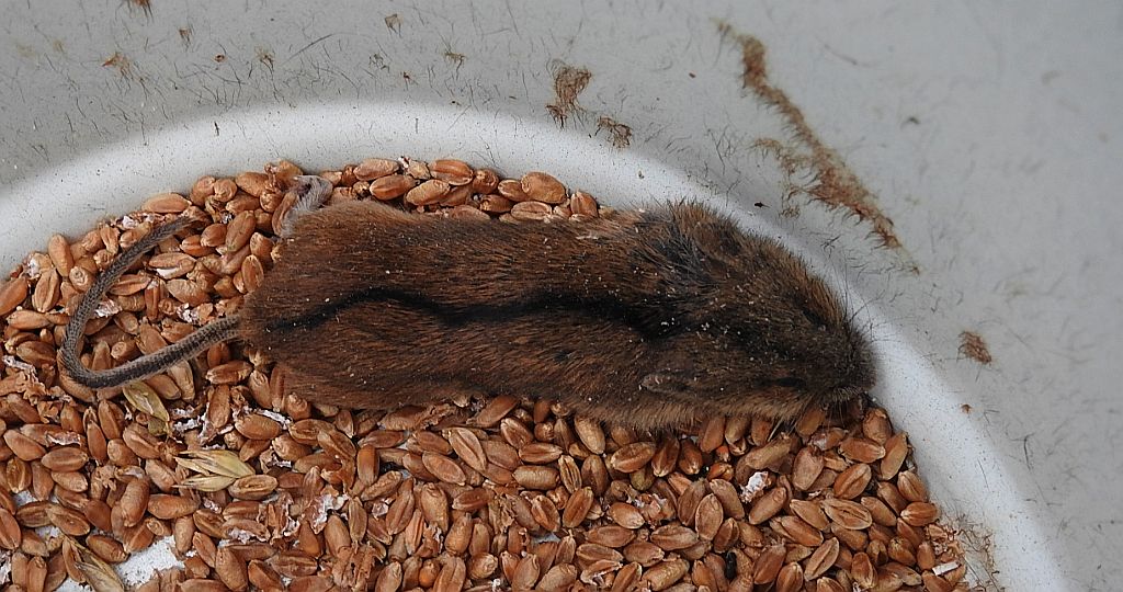 Myszarka polna, mysz polna, (Apodemus agrarius)