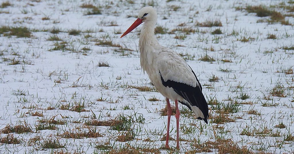 Bocian biały (Ciconia ciconia)