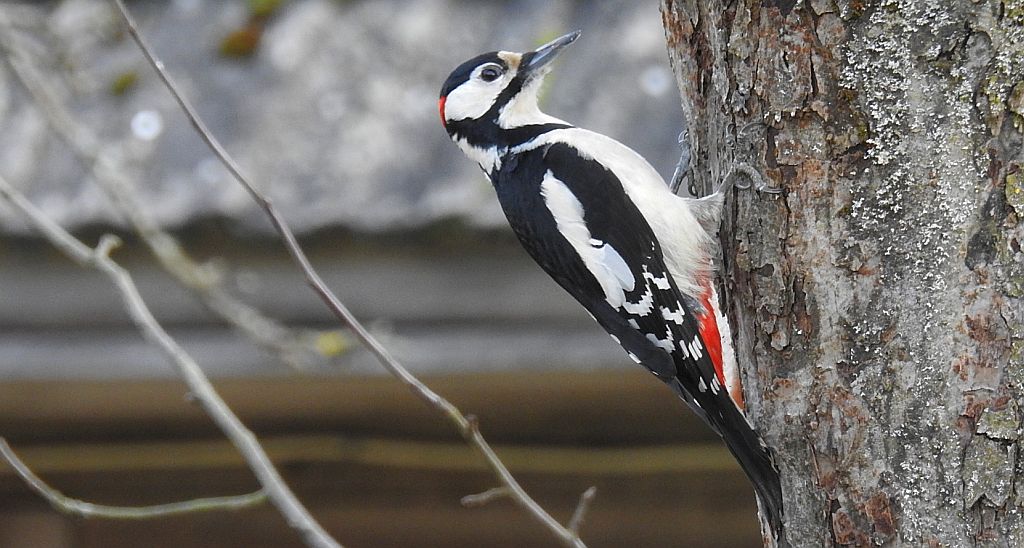 Dzięcioł duży, dzięcioł pstry większy (Dendrocopos major)
