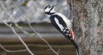Dzięcioł duży, dzięcioł pstry większy (Dendrocopos major)