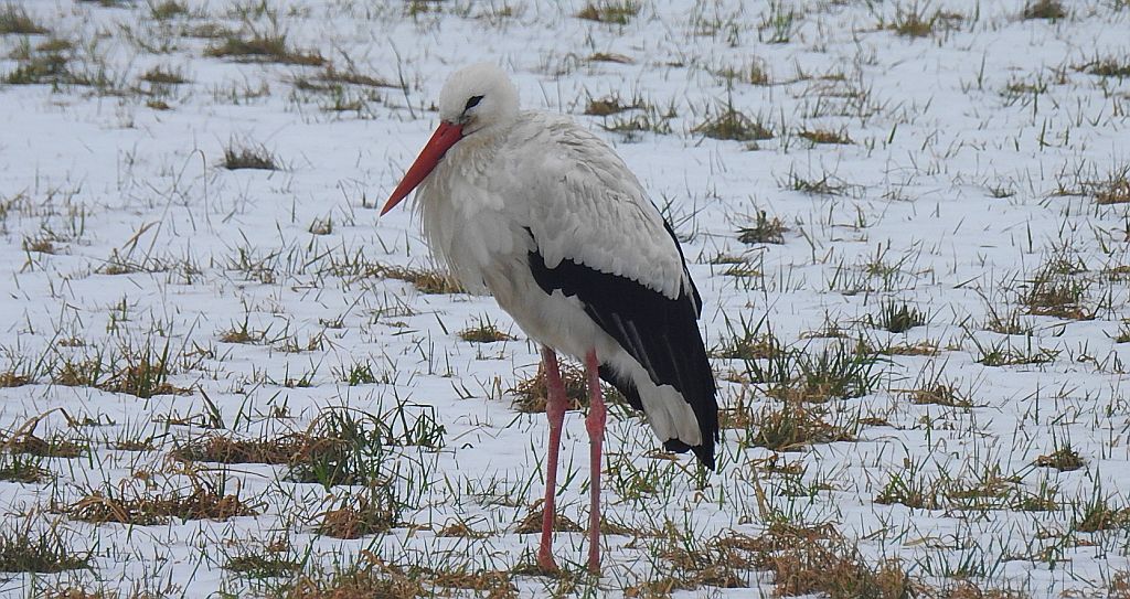 Bocian biały (Ciconia ciconia)