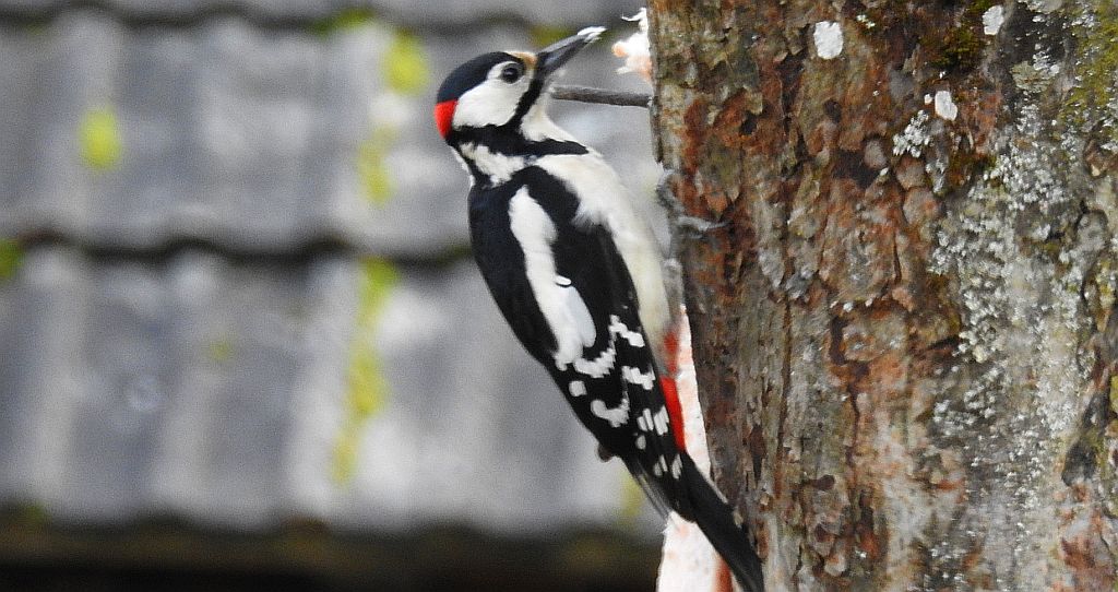Dzięcioł duży, dzięcioł pstry większy (Dendrocopos major)