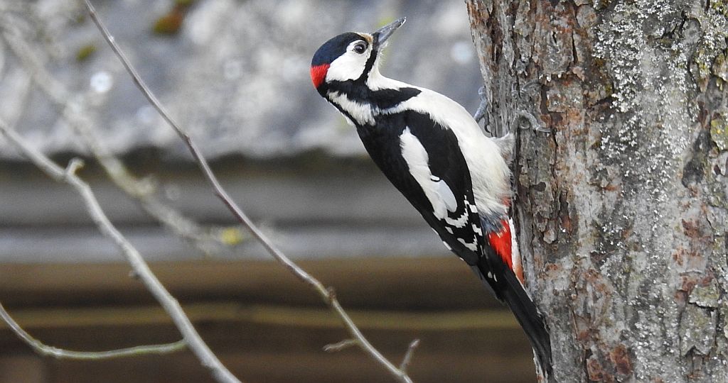 Dzięcioł duży, dzięcioł pstry większy (Dendrocopos major)