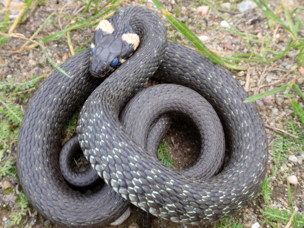 Zaskroniec zwyczajny (Natrix natrix)