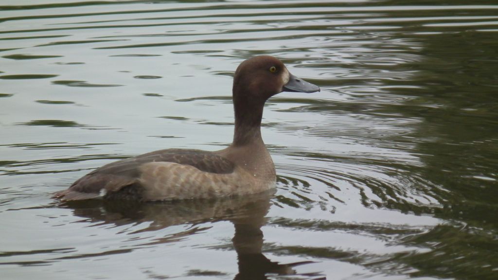 Czernica, kaczka czernica, kaczka czubata, kaczka czarnoczuba (Aythya fuligula)