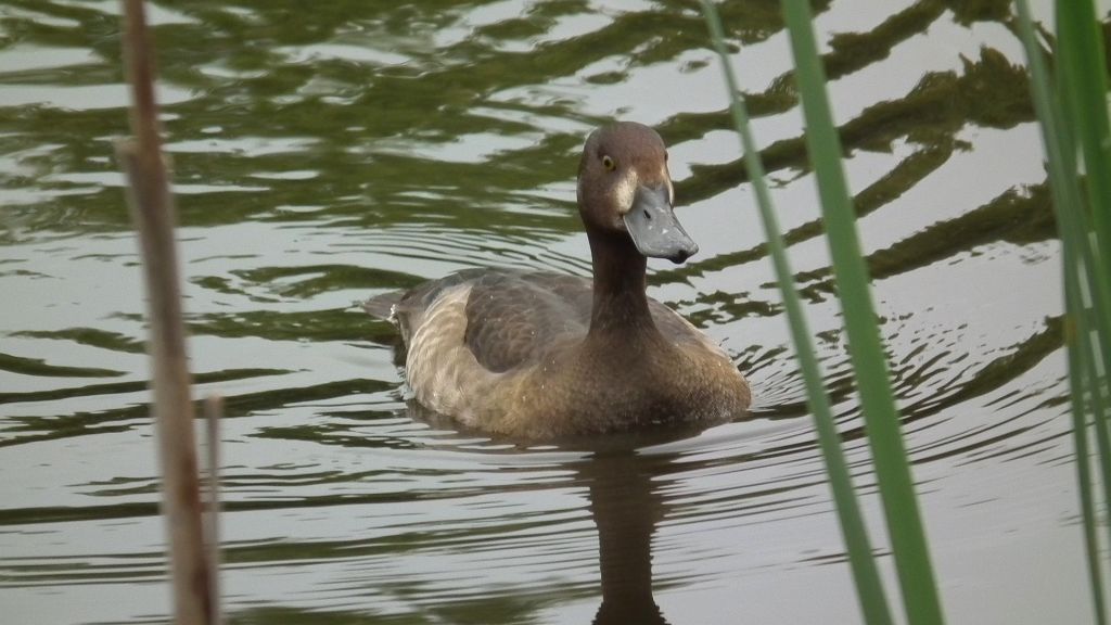 Czernica, kaczka czernica, kaczka czubata, kaczka czarnoczuba (Aythya fuligula)