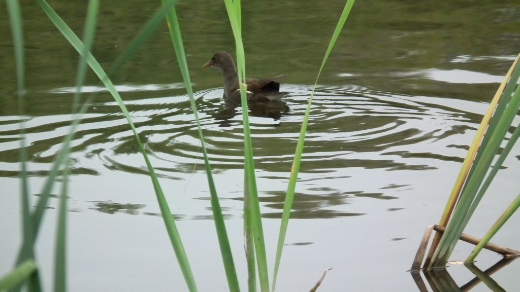 Kokoszka zwyczajna, kokoszka, kokoszka wodna, kurka wodna (Gallinula chloropus)