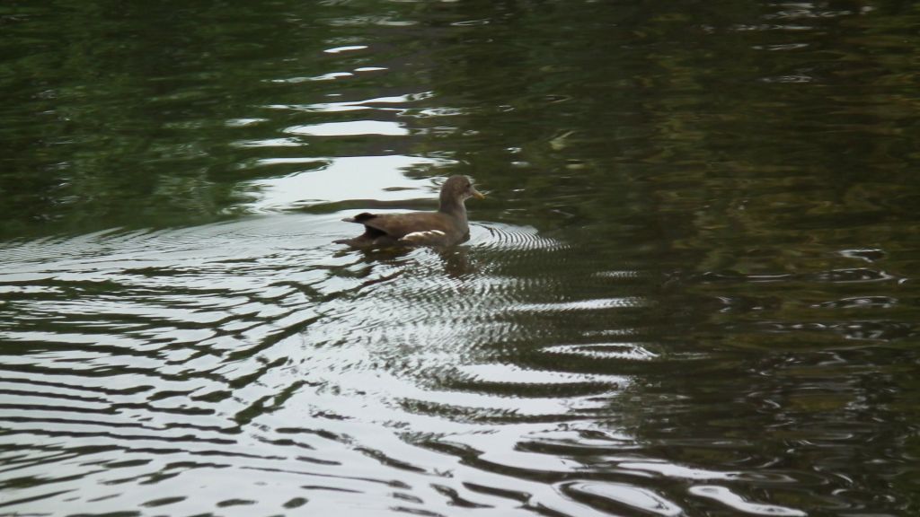 Kokoszka zwyczajna, kokoszka, kokoszka wodna, kurka wodna (Gallinula chloropus)