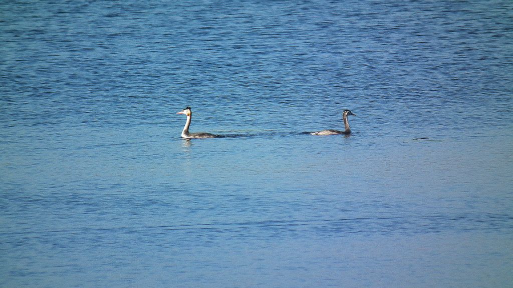 Perkoz dwuczuby (Podiceps cristatus)