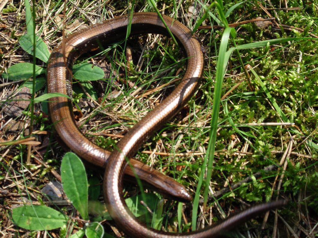 Padalec zwyczajny (Anguis fragilis)