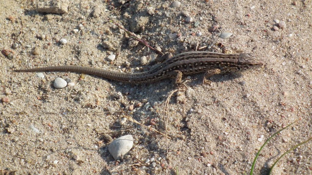 Jaszczurka zwinka (Lacerta agilis)
