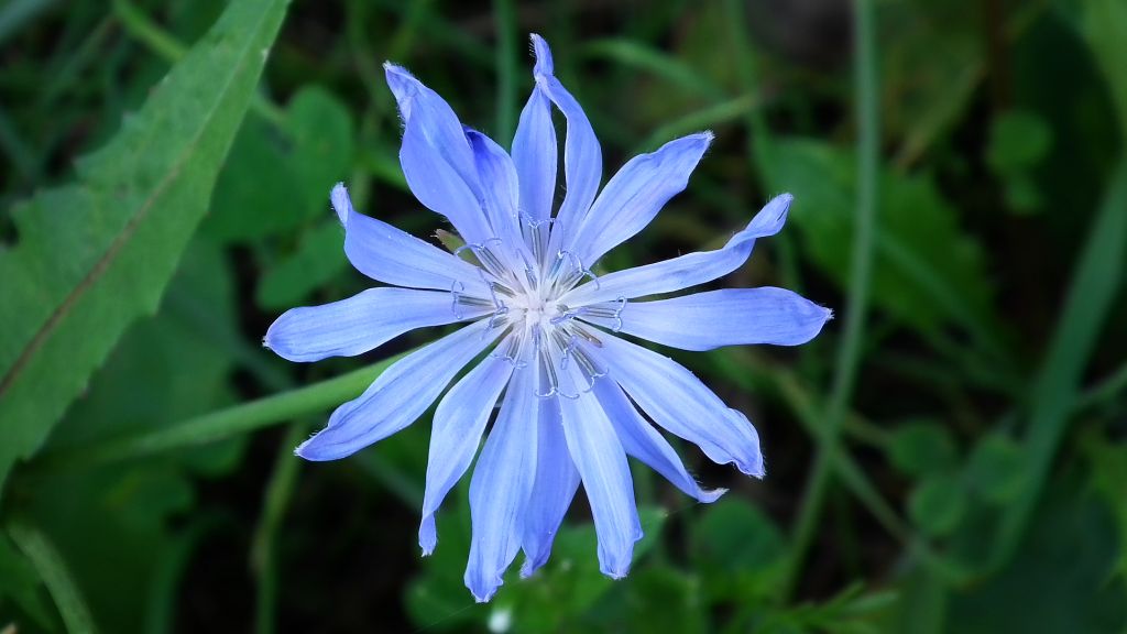 Cykoria podróżnik (Cichorium intybus L.)