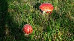 Muchomor czerwony (Amanita muscaria)