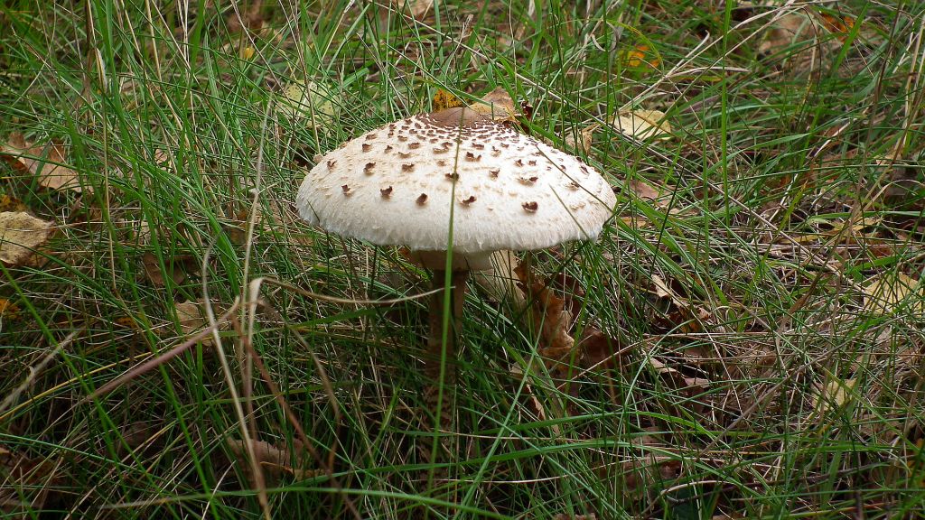 Czubajka kania (Macrolepiota procera)