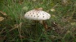 Czubajka kania (Macrolepiota procera)