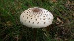 Czubajka kania (Macrolepiota procera)