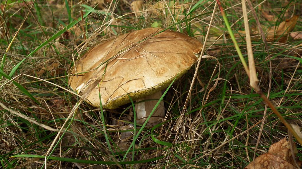 Borowik szlachetny (Boletus edulis )
