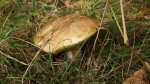 Borowik szlachetny (Boletus edulis )