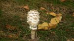 Czubajka kania (Macrolepiota procera)