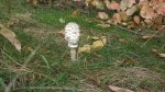 Czubajka kania (Macrolepiota procera)