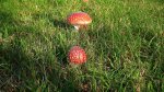 Muchomor czerwony (Amanita muscaria)