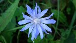 Cykoria podróżnik (Cichorium intybus L.)