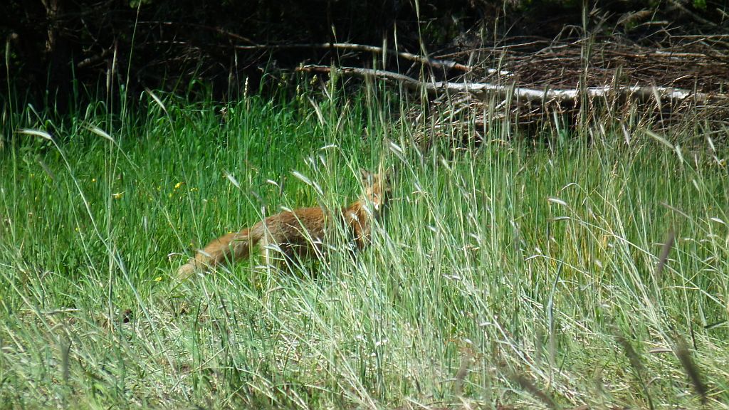 Lis, lis pospolity, lis rudy (Vulpes vulpes)