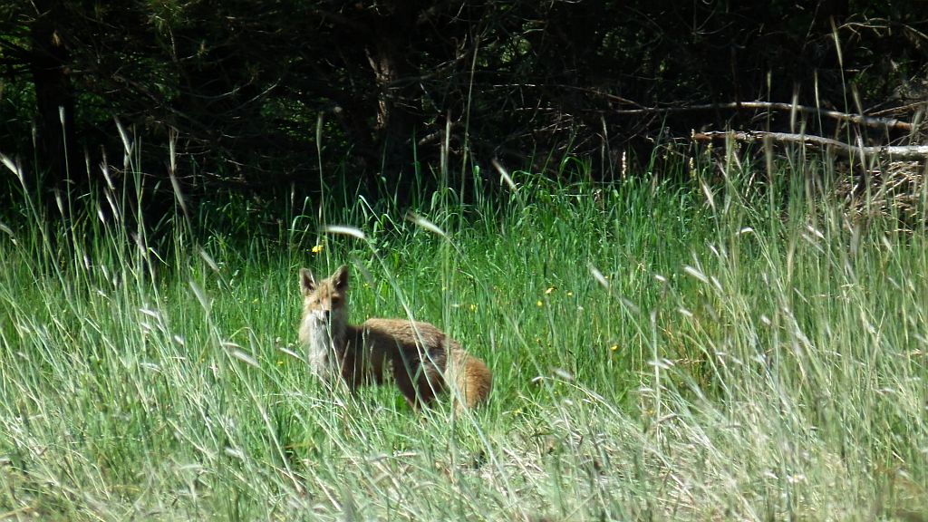 Lis, lis pospolity, lis rudy (Vulpes vulpes)