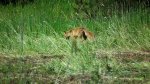Lis, lis pospolity, lis rudy (Vulpes vulpes)