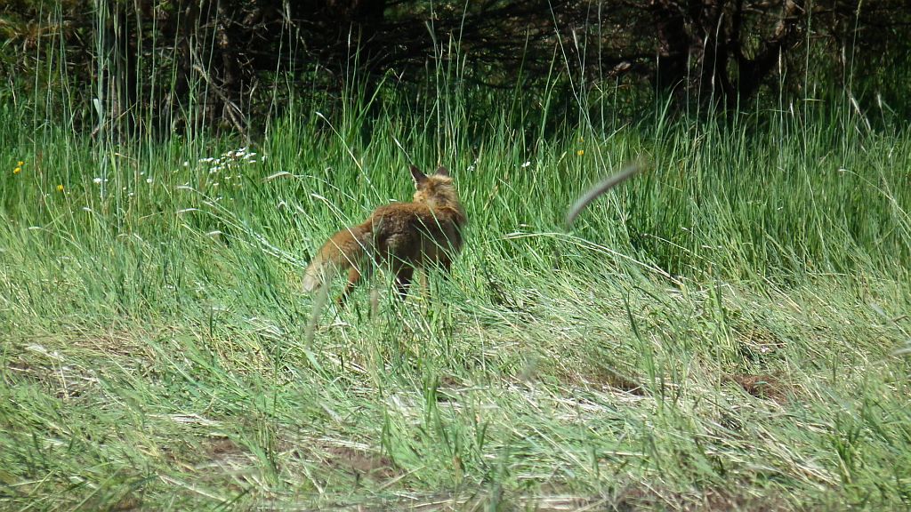 Lis, lis pospolity, lis rudy (Vulpes vulpes)