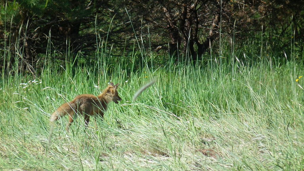Lis, lis pospolity, lis rudy (Vulpes vulpes)