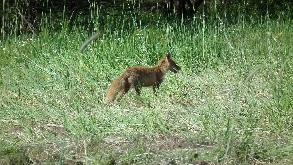 Lis, lis pospolity, lis rudy (Vulpes vulpes)