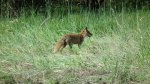 Lis, lis pospolity, lis rudy (Vulpes vulpes)