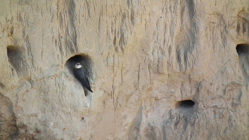 Jaskółka brzegówka, brzegówka (Riparia riparia)