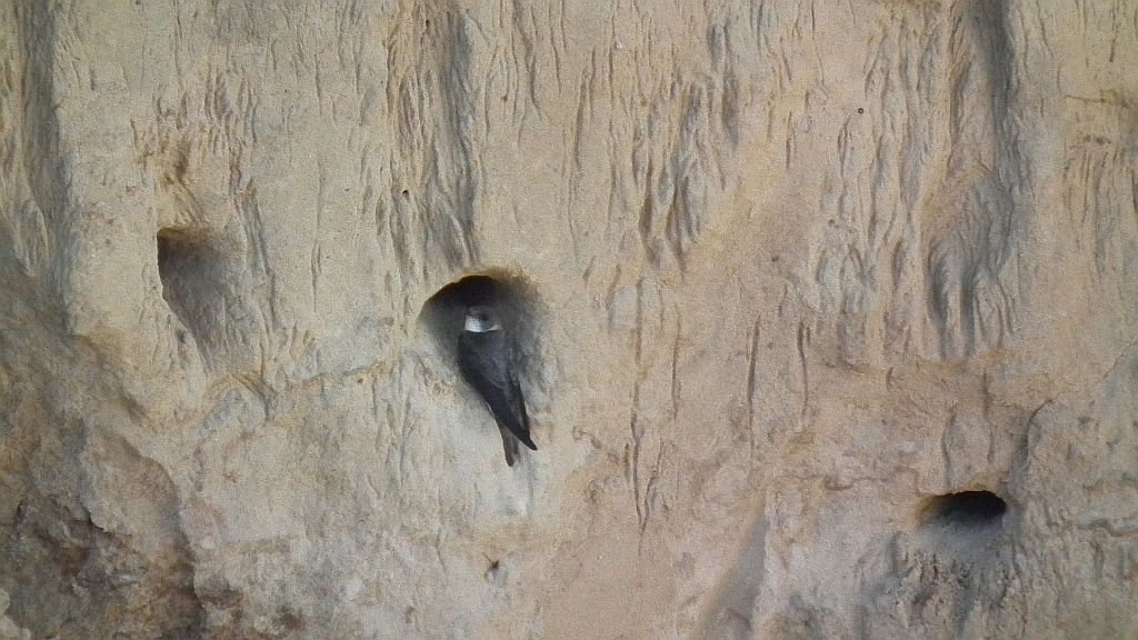 Jaskółka brzegówka, brzegówka (Riparia riparia)