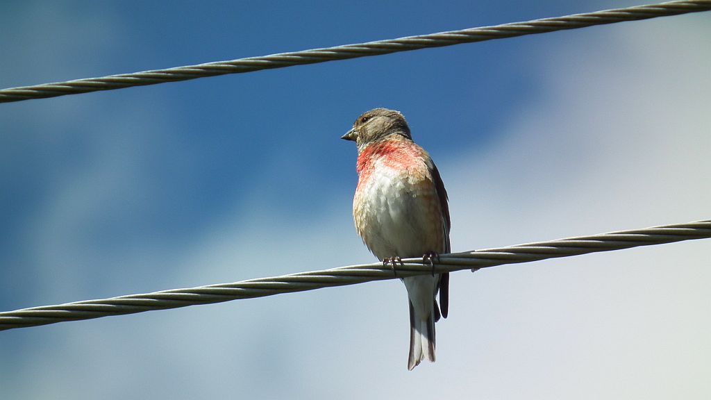 Makolągwa zwyczajna, makolągwa (Carduelis cannabina)