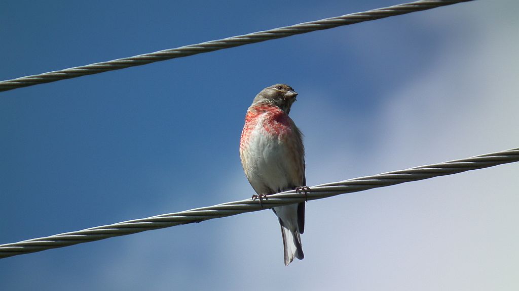 Makolągwa zwyczajna, makolągwa (Carduelis cannabina)