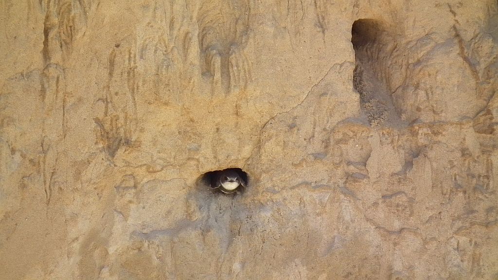 Jaskółka brzegówka, brzegówka (Riparia riparia)