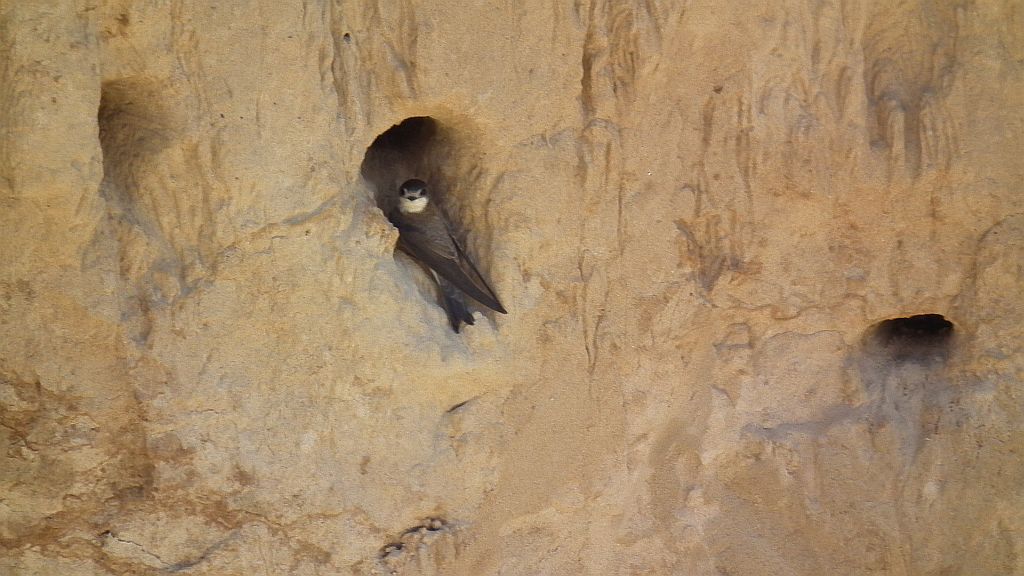 Jaskółka brzegówka, brzegówka (Riparia riparia)