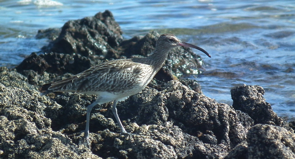 Kulik mniejszy (Numenius phaeopus)