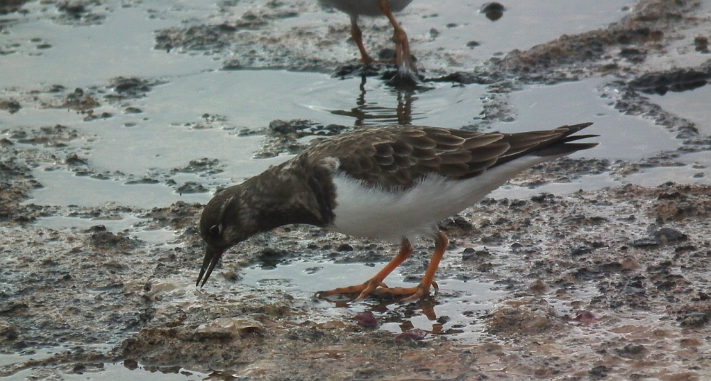 Kamusznik zwyczajny, kamusznik (Arenaria interpres)