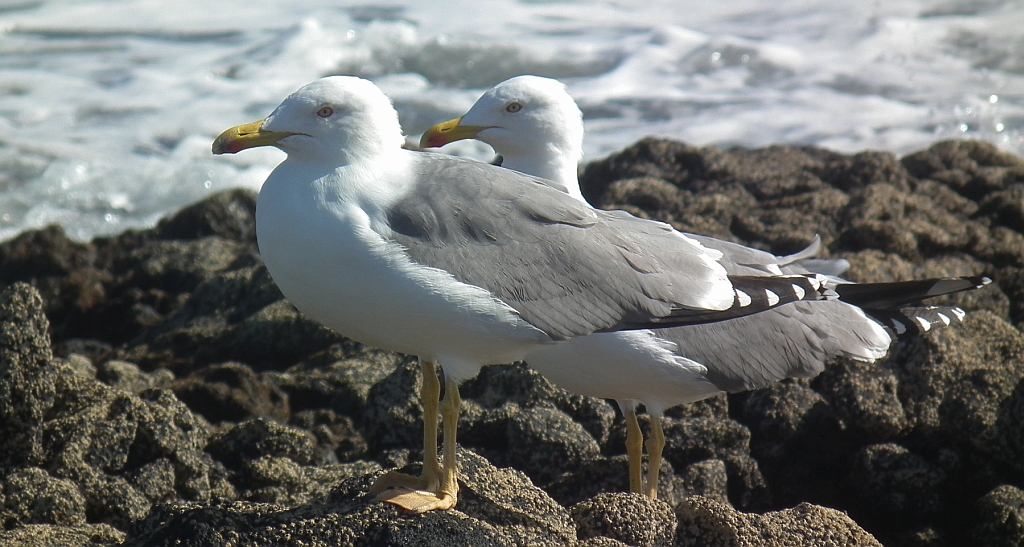 Mewa żółtonoga (Larus fuscus)