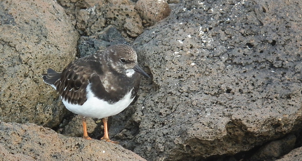 Kamusznik zwyczajny, kamusznik (Arenaria interpres)