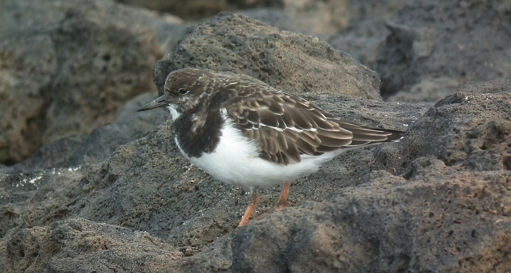 Kamusznik zwyczajny, kamusznik (Arenaria interpres)