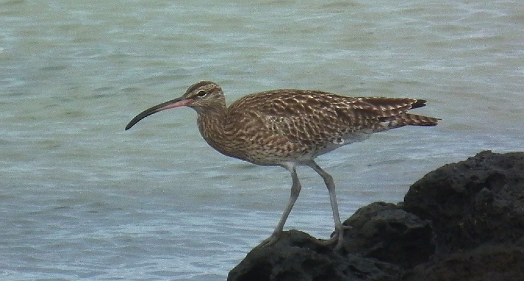 Kulik mniejszy (Numenius phaeopus)